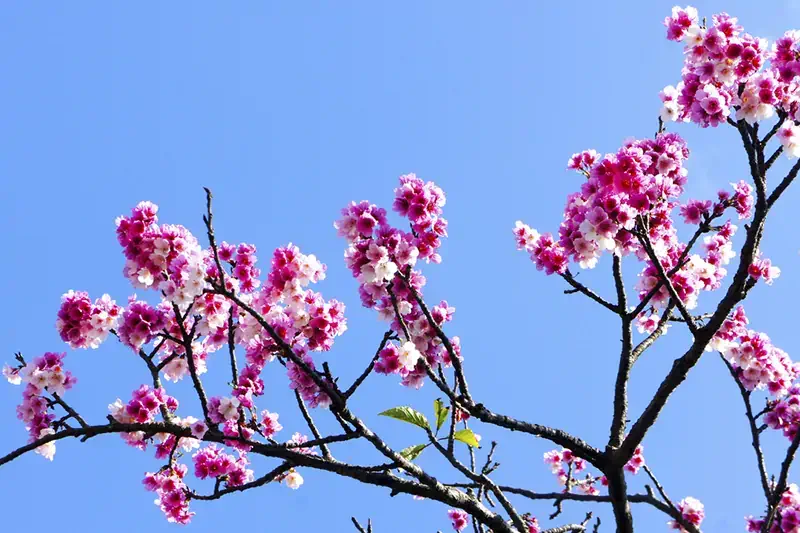Cherry Blossoms in Yangminshan National Park, Taipei - Taiwan