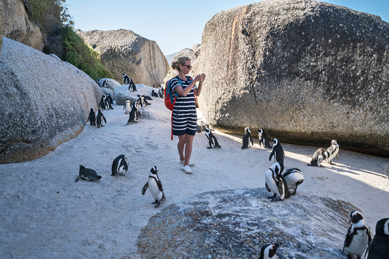 Young eco-traveller at Boulder's Beach, South Africa taking a smart phone picture of African penguins.