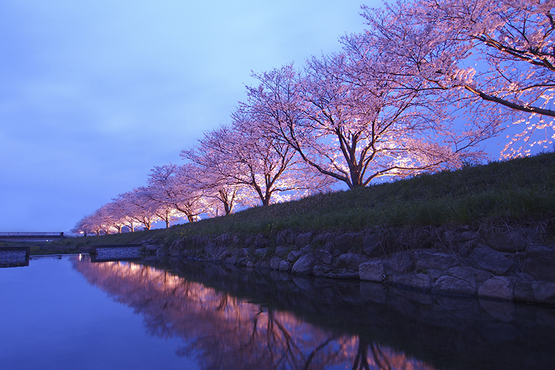 Cherry blossoms at Maizuru Park - cherry blossoms in Fukuoka