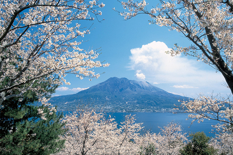 Sakura in Kagoshima - cherry blossoms in Kagoshima, Kyushu Sakura in Kagoshima - cherry blossoms in Kagoshima, Kyushu