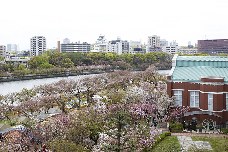 Cherry blossom road, Japan Mint in Osaka