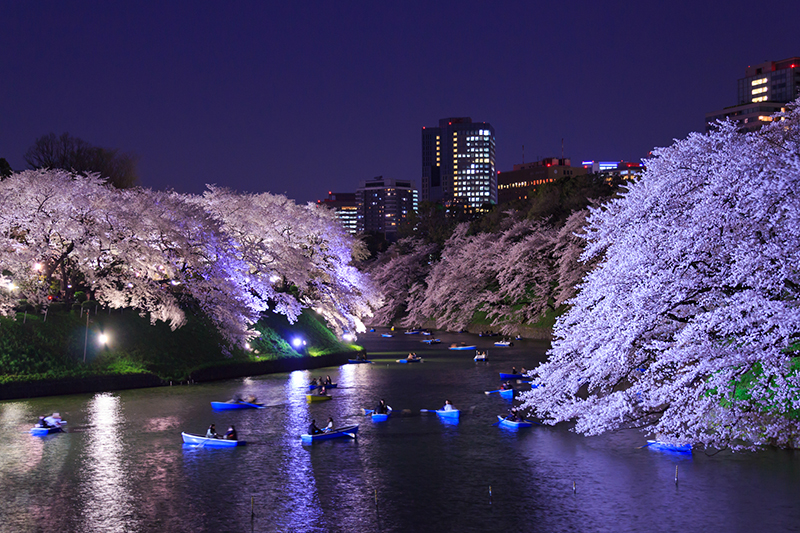 Tokyo - Japan's best places to view cherry blossoms Cherry blossoms in the twilight at Chdorigafuchi, Tokyo.