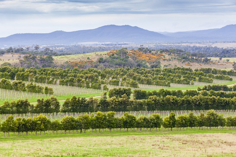 Australia's Best Wineries: Devil's Corner, Tasmania