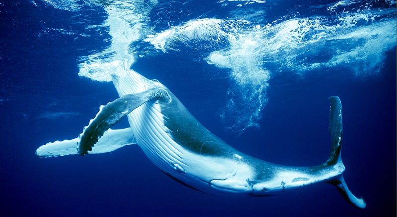 Whale underwater view