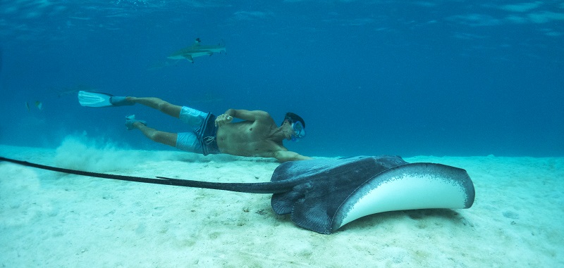Swimmer and ray underwater - Tahiti