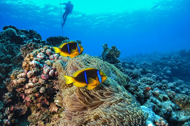 Snorkelling and Diving, tropical reef in Tahiti
