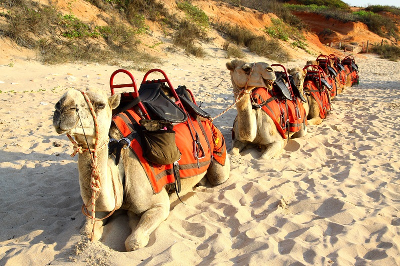 Broome, camel tour on Cable Beach