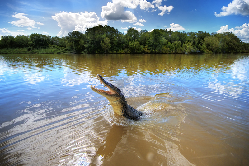 Darwin - crocodile in Adelaide River, North Territory, Australia