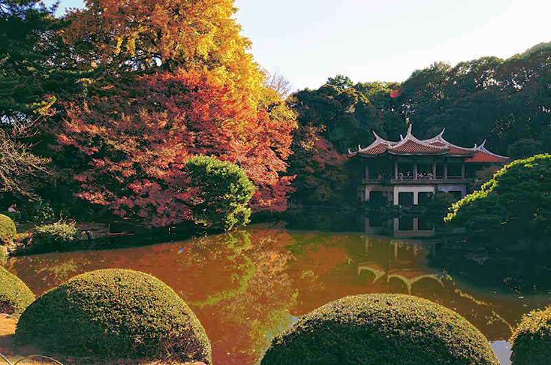 Foliage, Shinjuku Gyoen National Garden, Tokyo