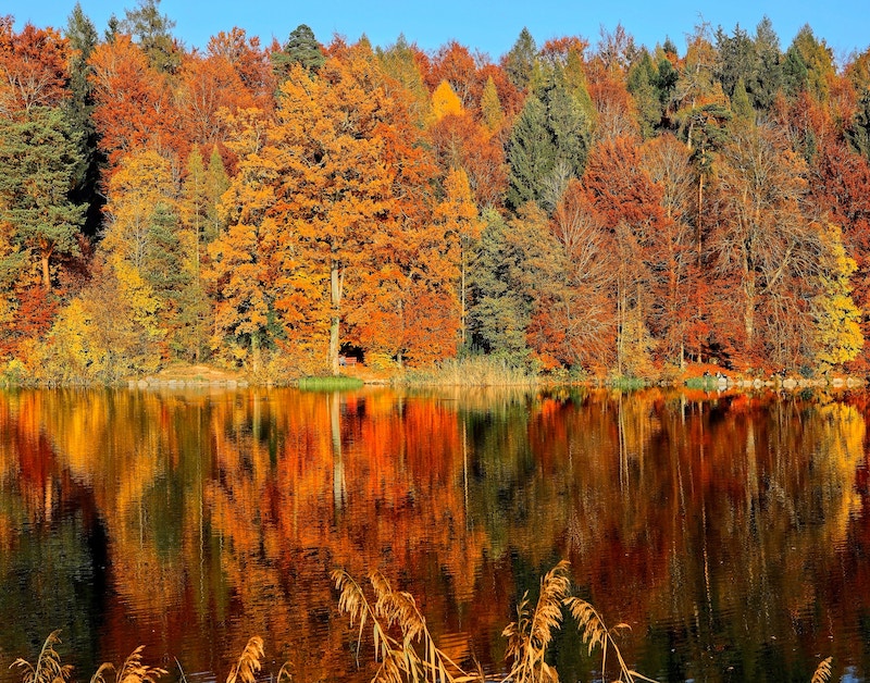 Fall foliage: autumn leaves
