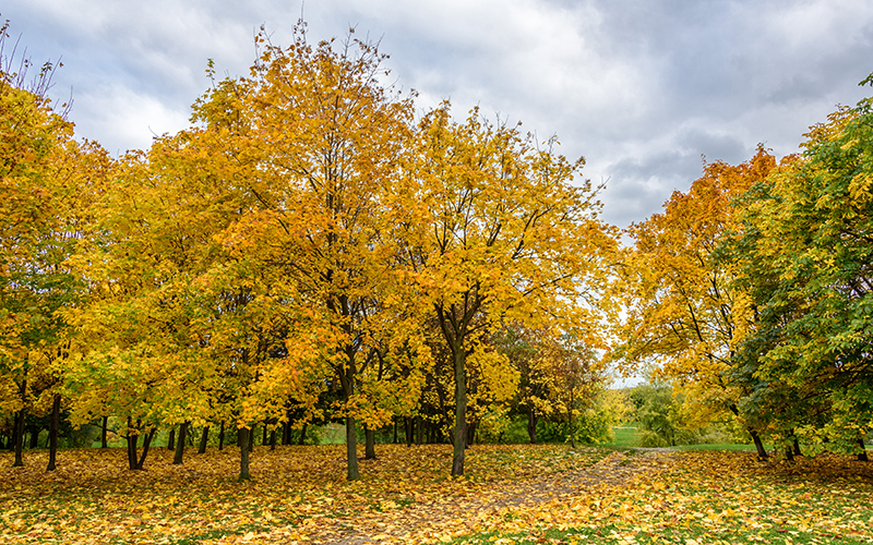 Fall foliage: Autumn leaves in Kolomenskoye, Moscow, Russia