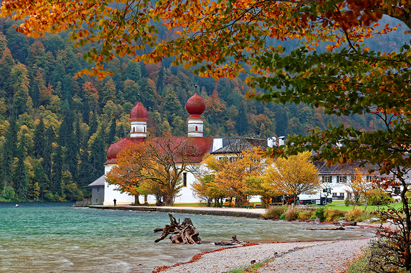 Fall foliage - Autumn leaves in Lake Koenigssee, Bavaria, Germany