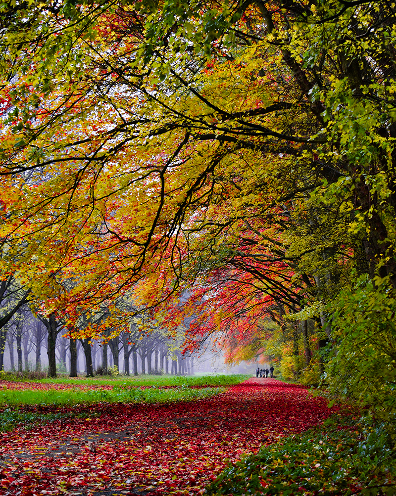 Fall foliage - Autumn leaves in Amsterdam, Netherlands