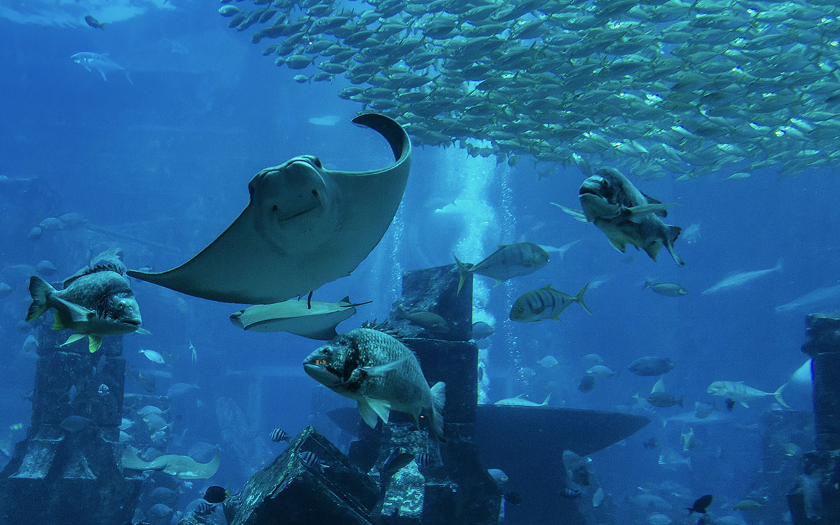 Visit Dubai aquarium