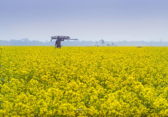 Beautiful yellow mustard flowers in a gorgeous field - Bollywood location in Punjab, India