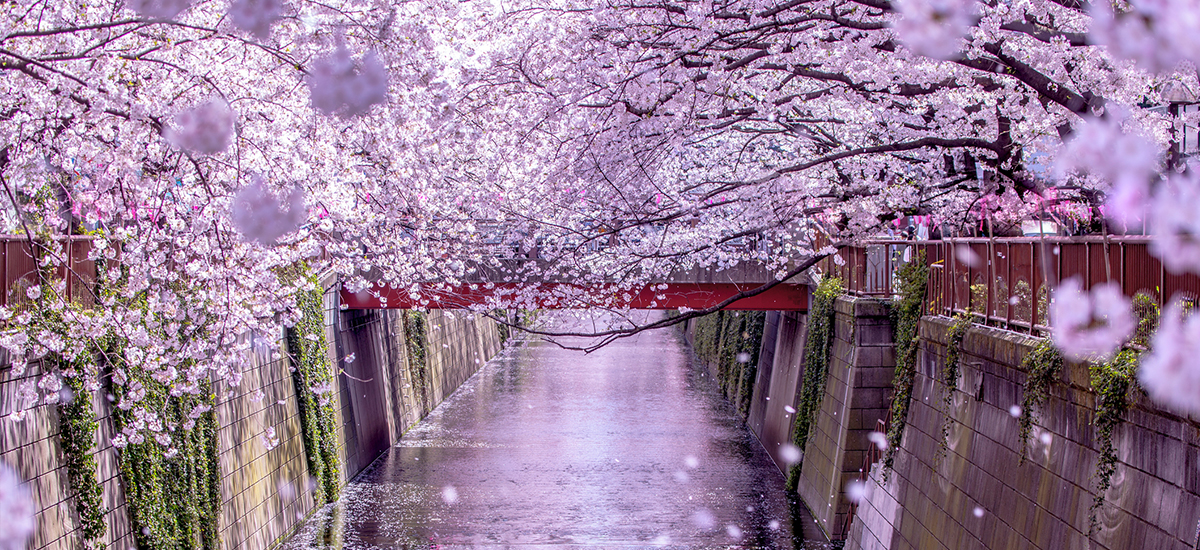 Best Cherry Blossoms in Japan