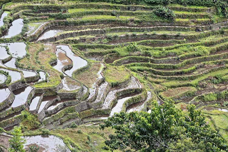 Rice Terraces of the Philippine Cordilleras, Luzon