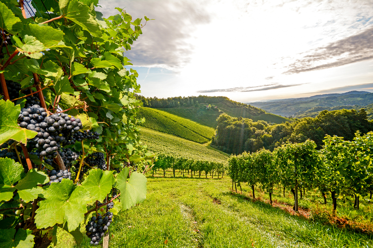 Hen's Party - Wine tasting tour in Yarra Valley