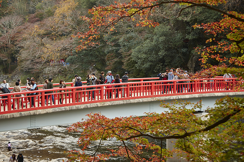 Viewing Autumn Leaves at Korankei