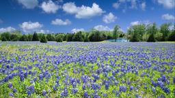 Find cheap flights to Texas