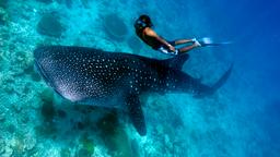 Find cheap flights to the Maldives