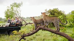 Find cheap flights to South Africa
