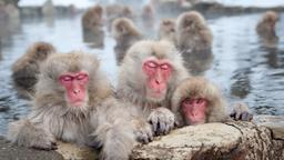Nozawa Onsen Hotels