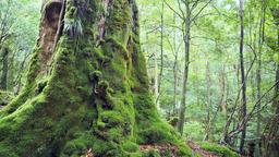 Yakushima Hotels