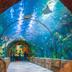 Attractions